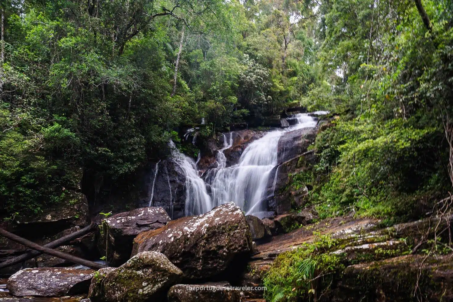 Nature and rainforest scenery in Sri Lanka
