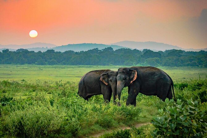 Wildlife and safari experience in Sri Lanka